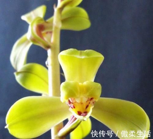 曾经价值千金的3款兰花,香味很浓,毫无缺点,四季表现都很优秀
