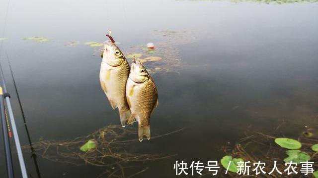 钓友|河北一男子野钓渔获蛇皮袋装,妻子却全部送邻居,网友:适当索取