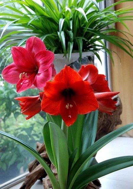 养护|朱顶红“傻长叶子”不开花一包一冻,温差大,花苞嗖嗖冒出来