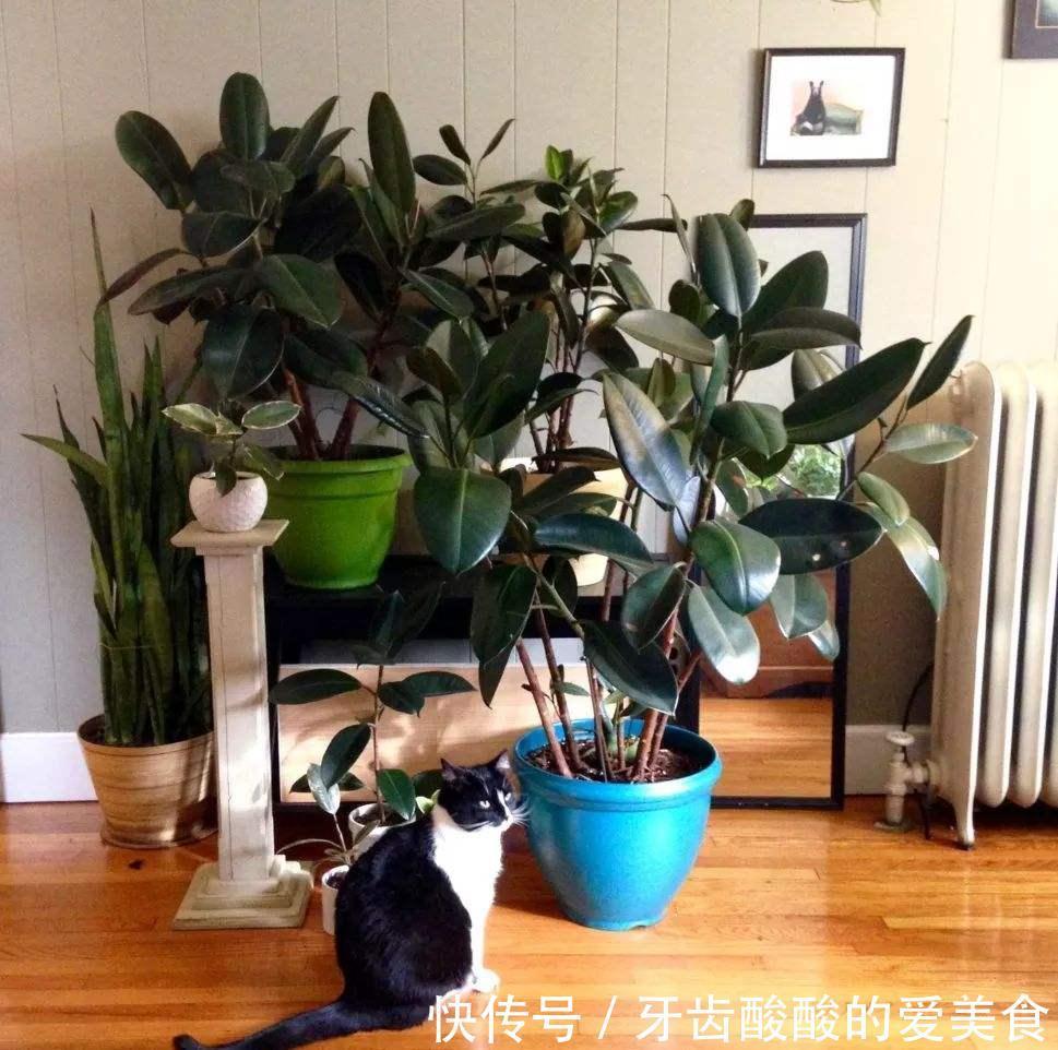 10大健康花,建议养一盆,不但能吸废气制氧气,还好养贵气