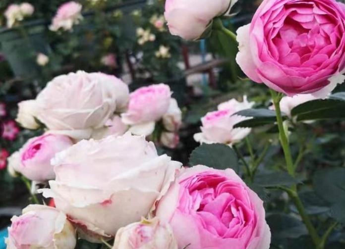 月季花后修剪常犯的4个错误,看看你中了几个