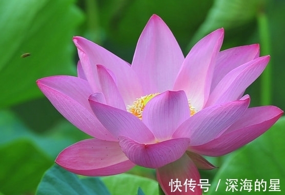 桃花|12月中旬，鸿运当头，4属相桃花朵朵，生活富裕，前途光明