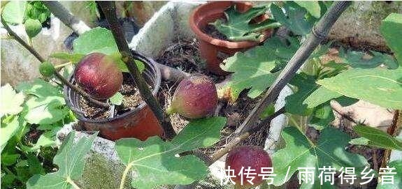 树枝|做无花果扦插,时间一定要“掐准”,插一棵活一棵,不愁没吃的!