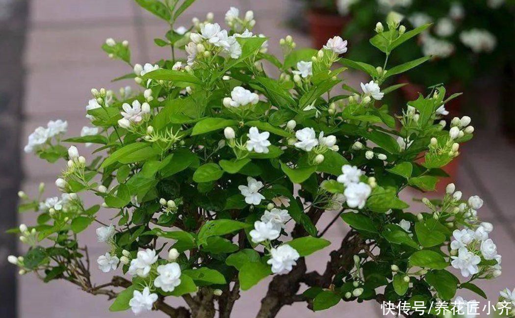 侧枝|茉莉花好养，但是想要开花多，修剪有2个“原则”，要学会才行