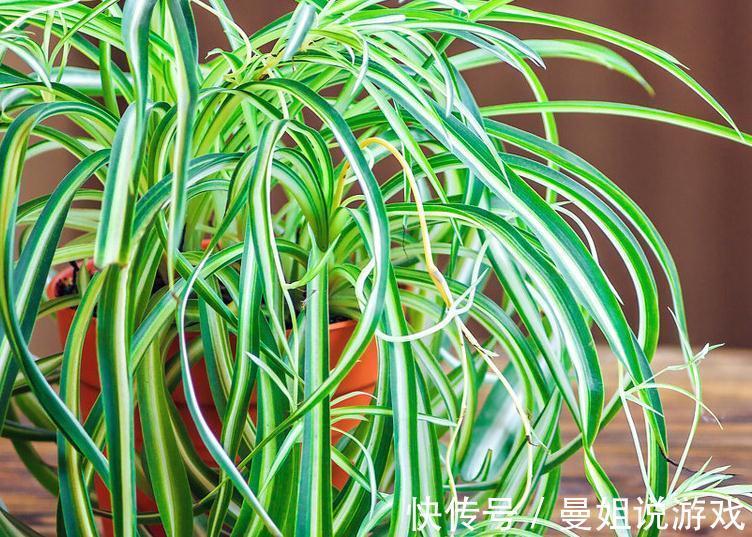 养花总黄叶,学会1招,3天绿回来,花卉蹭蹭长