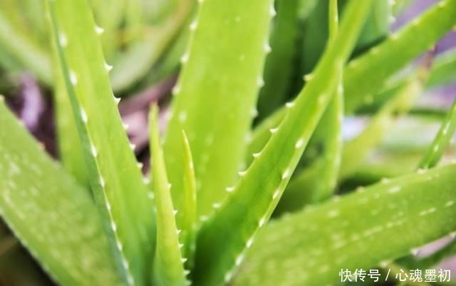 卧室就养4种花，“养人”又养气，不是没有道理！