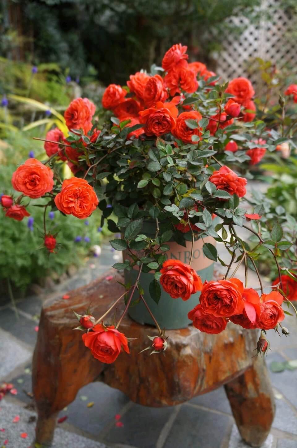 阳台养花选这款,全年开花,花多易爆盆,漂亮又好养,你值得拥有