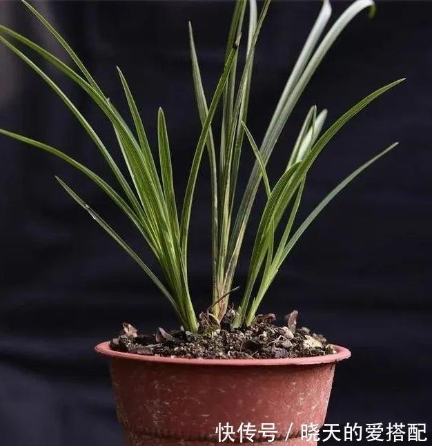 妙招|立秋天气还这么热，养兰花有没有避暑妙招？教你3招安全避暑