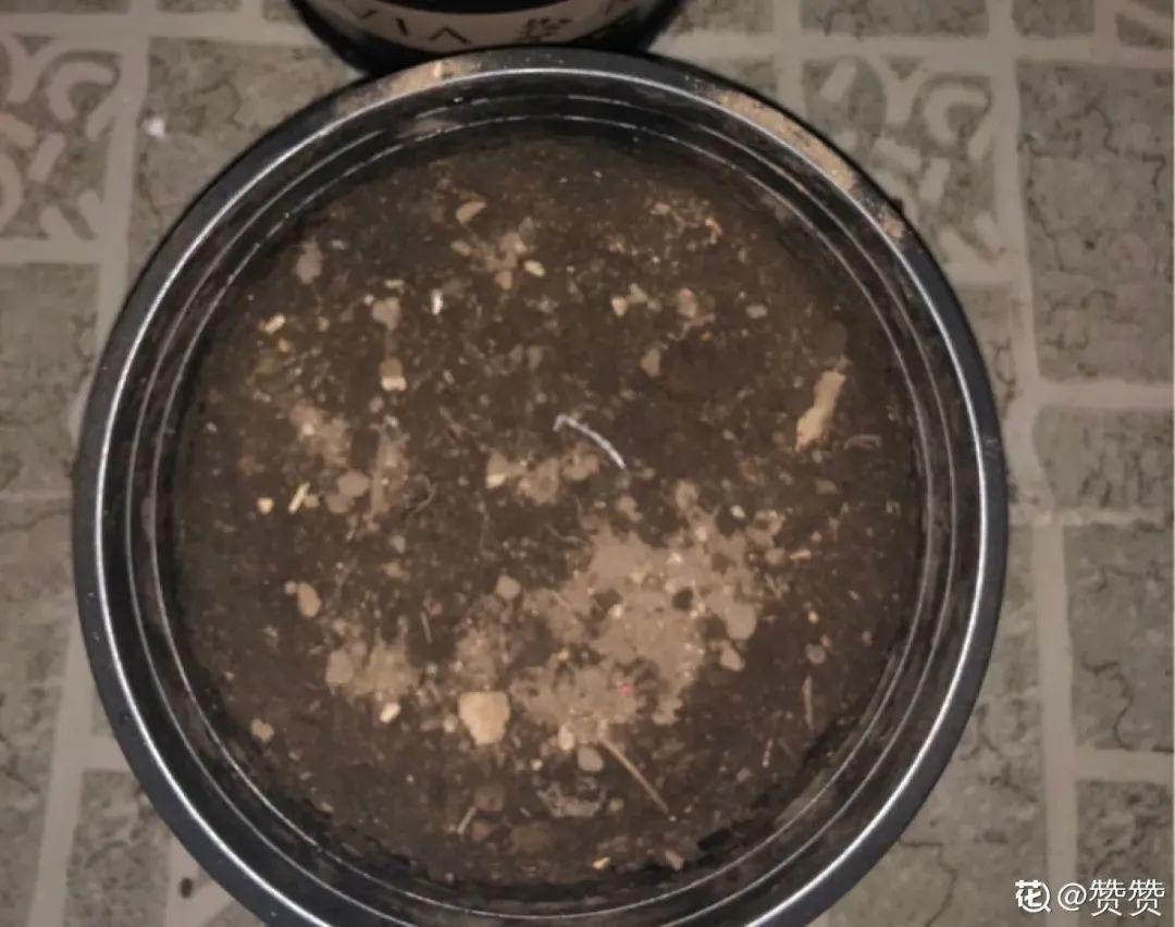 发芽|玉米棒子插盆里，7天冒出小森林，比绿萝吊兰好看