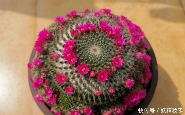 玉翁玉翁|他养了1盆“仙人球”,开花100朵,漂亮极了,大家都说头回见