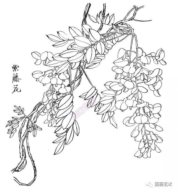  白描|花卉白描图谱选页分享