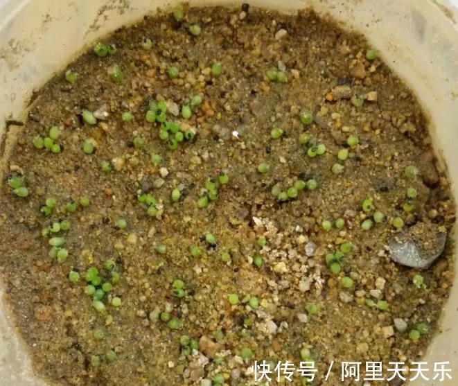 开花的仙人球,刷一下、结籽千千万,撒土里冒一盆苗!