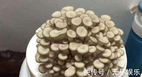 为主料|大叔阳台盆栽“蘑菇”,1盆变10盆,3天吃一茬,够全家吃!