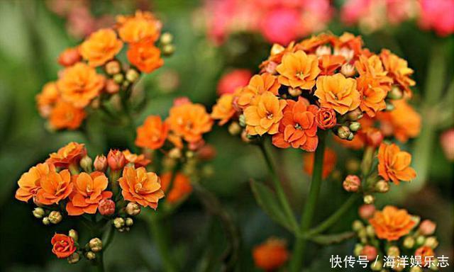 毛细根|想给长寿花换盆，避开这个“时间段”，枝繁叶茂，快速恢复开满花