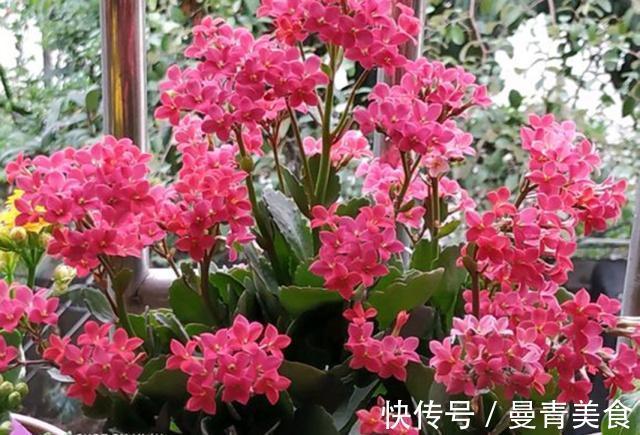 窍门|长寿花，用2个“窍门”，叶片就像“猪耳朵”，花儿紧凑上千朵