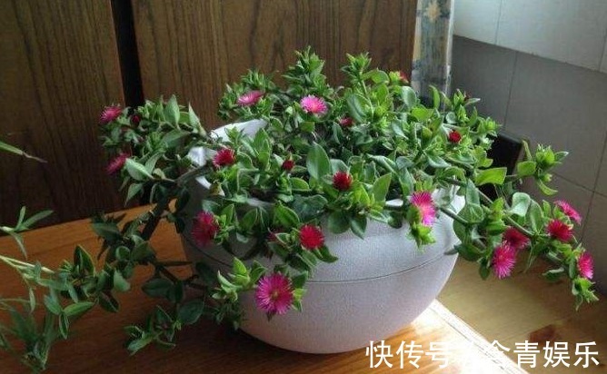 养“牡丹吊兰”乱浇水可不行,改用这样去浇灌,叶片饱满,花更多