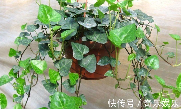 叶片|6种花适合吊起来养,窗前挂几盆,比窗帘都好看,而且非常好养