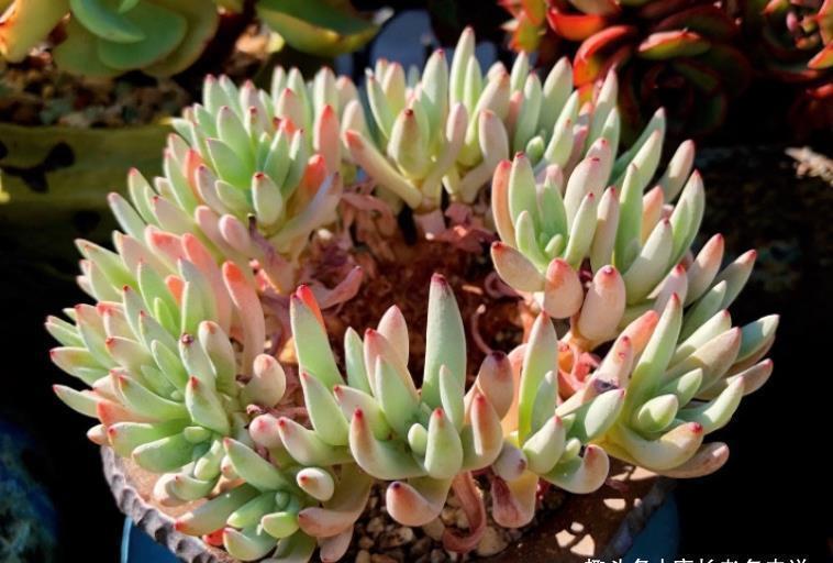 爱杜丽丝|多肉爱杜丽丝好不好度夏?如果你像我这样养的话,那度夏自然不难