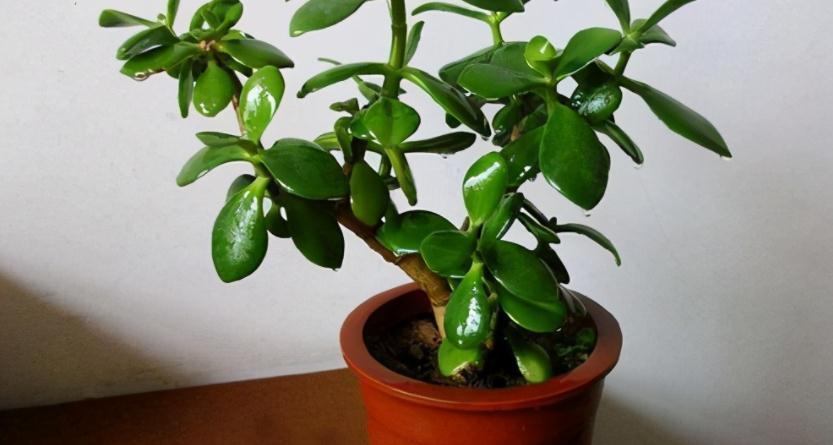 按这方法边修剪边养护玉树,盆栽不仅侧芽多,主干还长得更粗壮