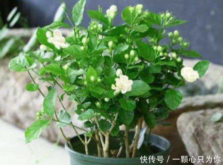 4种花是花中劳模，开花不断，花期长达200天，阳台养出小花园