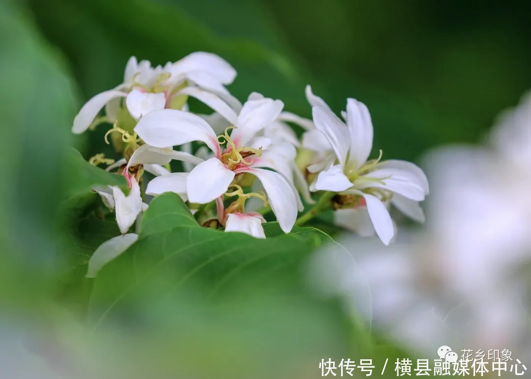 人间四月芳菲尽，梧桐花开正当时