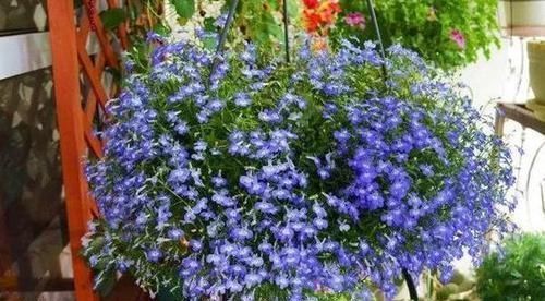 养花种草用土得靠谱给它这样杀菌消毒,虫卵、细菌被消灭干净