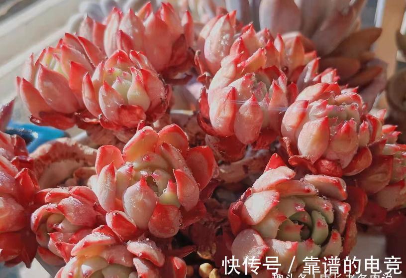 多肉奥普琳娜和娜娜小勾风格不同,一个以胖取胜,一个则娇俏可爱