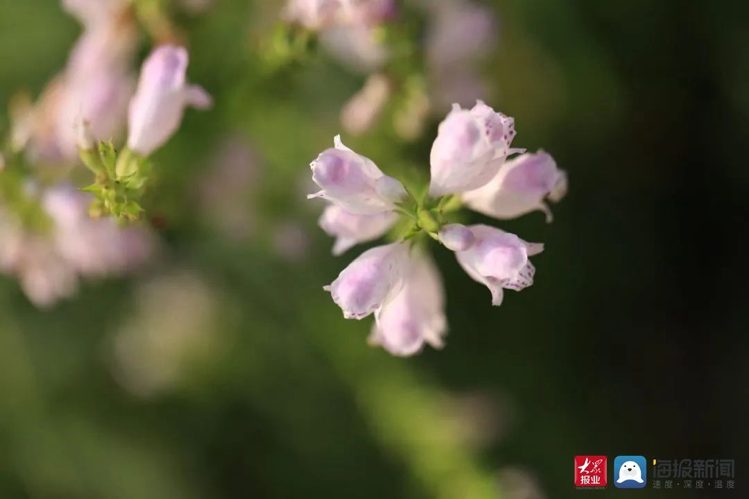 烟台理工学院|秋日特辑 ——一起领略烟台理工学院的金秋时光