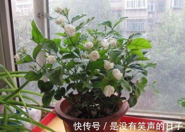 修剪|想要“茉莉花”开花多，做好“三点”，轻松爆满盆，满屋飘香！