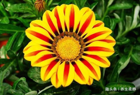喜欢菊花，就养盆“珍品菊花”南农小菊，花开爆满枝，多彩多姿