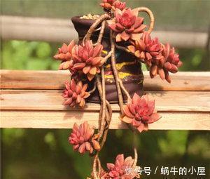 姬胧月|3种多肉植物,容易长成悬崖桩,养护简单颜色艳,高贵大气有格调