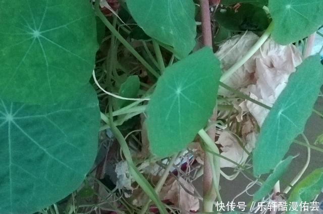 金丝荷叶花。不开花,看叶子也挺好看的