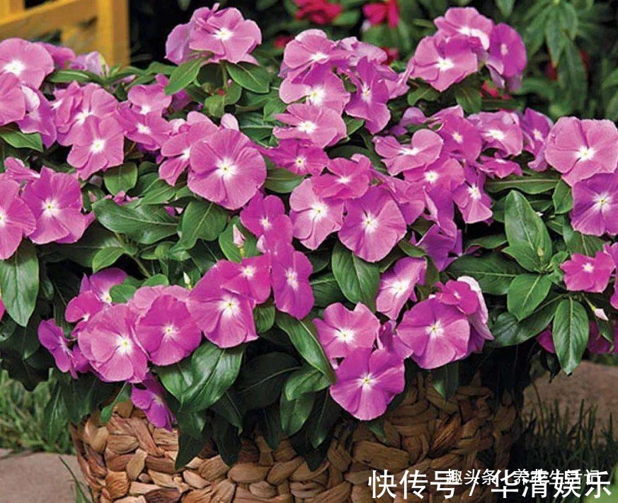 家里养长春花,学会“4个”小方法,生长旺开花多,轻松开爆盆!