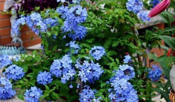 3种花要狠晒太阳,越晒开花越旺,更适合懒人养