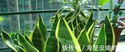 花卉|这4种喝“啤酒”最厉害的花,1次能喝半斤,叶片油绿、开花更艳!