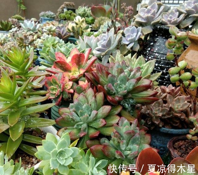 艳如春华,灿若日辉,掌握这几种技巧,你的艳日辉也能这样美!