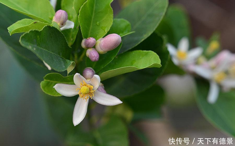 果树|盆栽柠檬想要开花多结果多,几点很重要,做好了能收获满满
