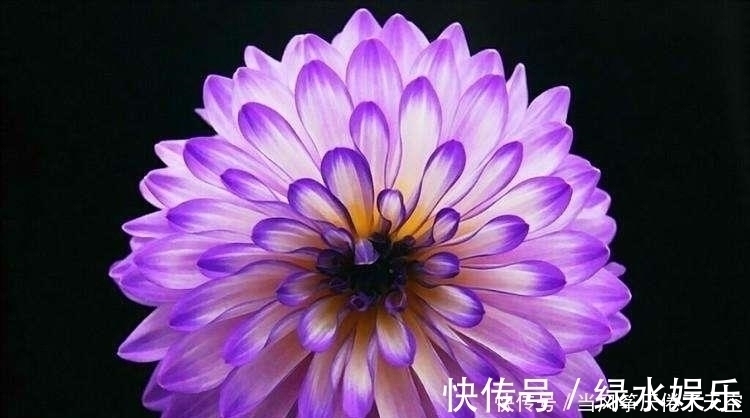 此花,美过荷花,艳过牡丹,一年能开200天,比养君子兰强多了