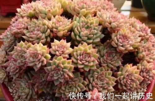 紫米粒|最爱爆盆的5种多肉，不用1个月就溢出花盆