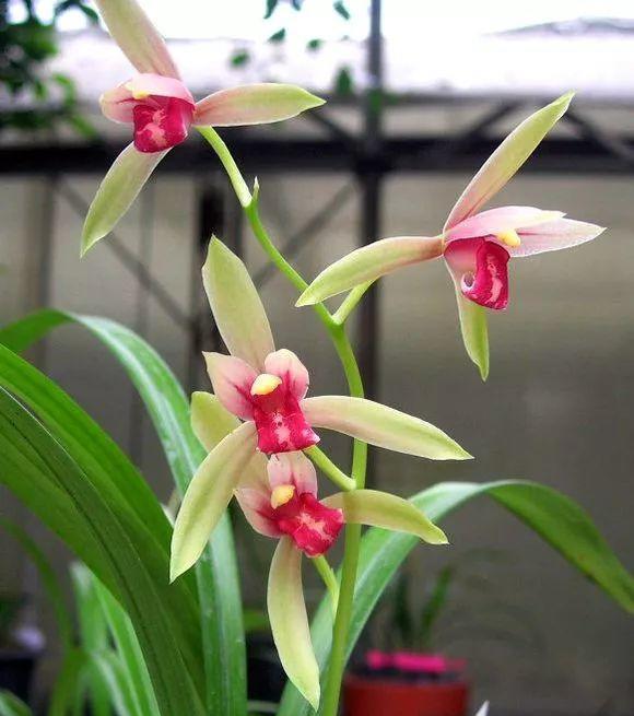 浇水|人养花,花亦养人,老祖宗的话不是没道理,室内要养“健康花”