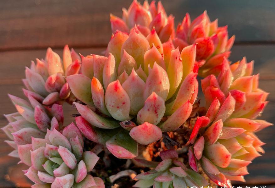 多肉蓝安娜为什么又叫火焰杯?若是你看过它最美的状态就会懂了