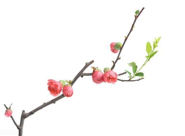 蛤蟆精#聊斋故事蛤蟆精