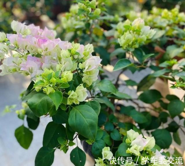 三角梅不耐寒，提前做好“三动作”，室外冻一冻，开出层叠群花！