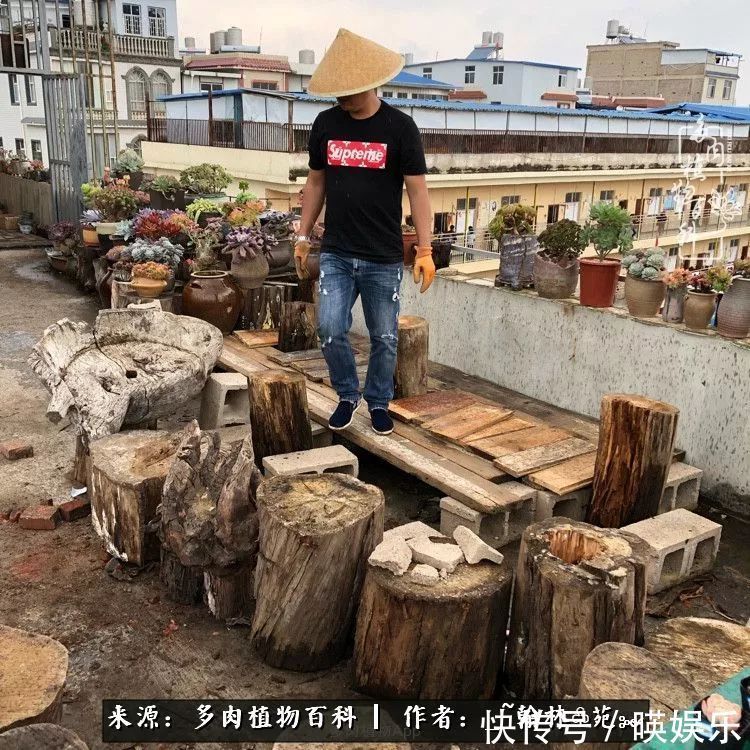 多肉植物|多肉花园梦青春正好，梦想趁早，别坐等自己变老！