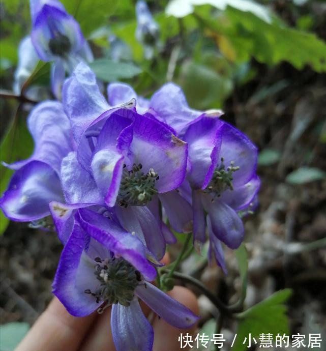 “美丽有毒”的植物，快来认识11种“毒花毒果”，不吃亏不上当
