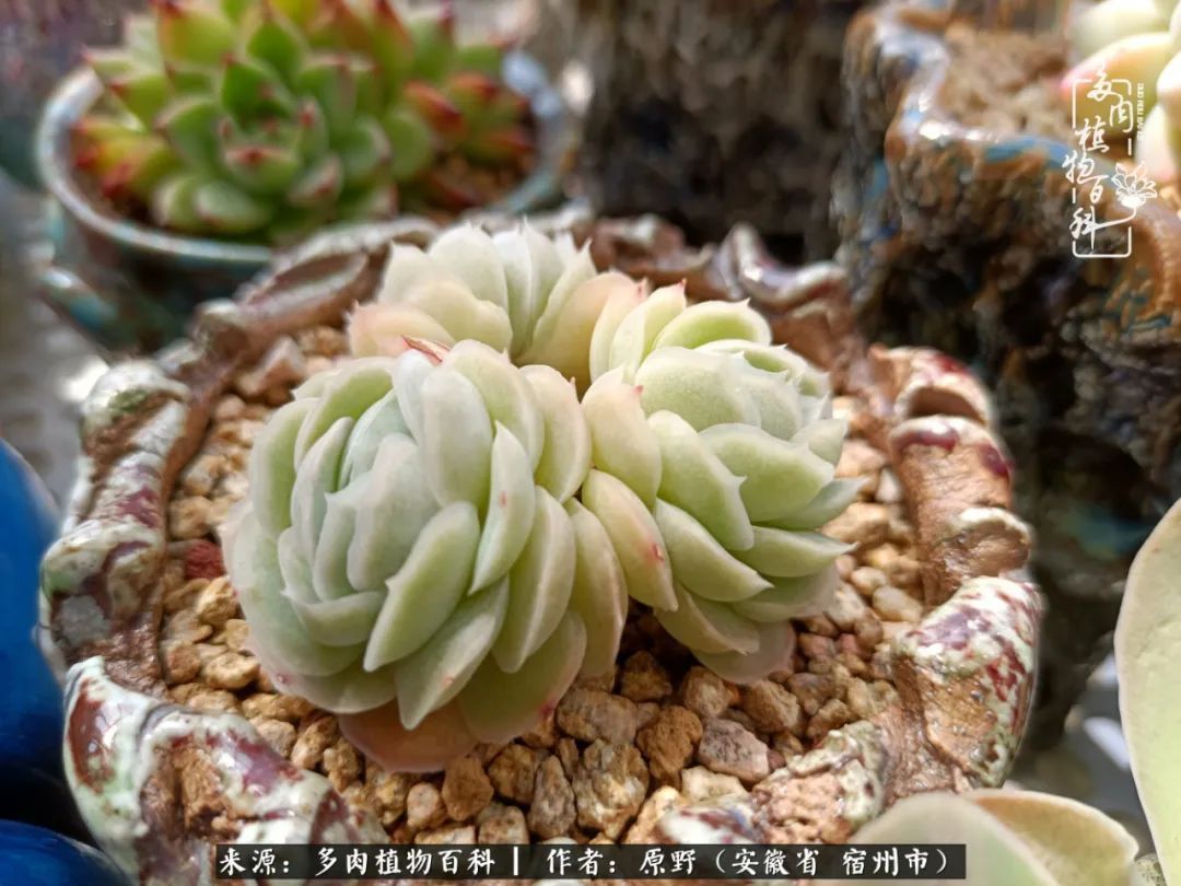 揭秘那些干净又温暖的多肉照片从哪里来