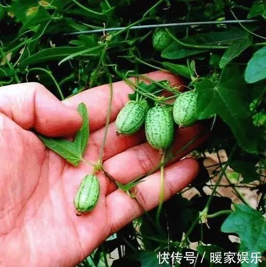 排水性|小盆栽也能养好的6种果子盆栽，想吃水果直接在阳台摘