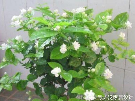 养花就养4种花,家里养一盆,花开富贵华丽,多姿多彩