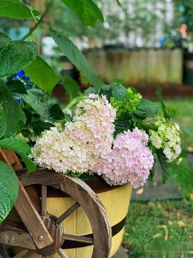 圆滚滚的绣球,瀑布般的花墙,这届花友也太会种花了吧