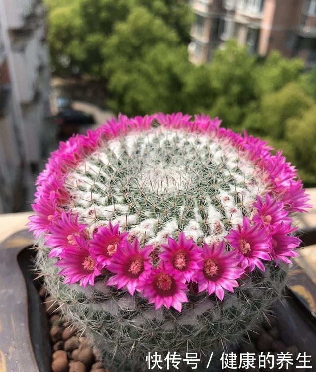仙人球这样养，吹气似的长，比月季开花漂亮，一开花就爆满盆！